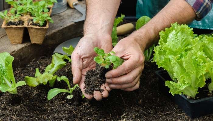 alimentação sustentável