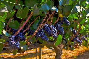 tipos de uva - carmenere