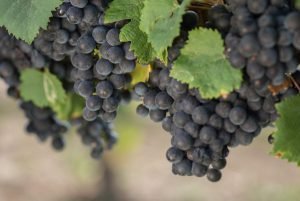 tipos de uva - malbec