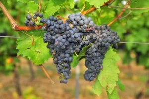 tipos de uva - merlot