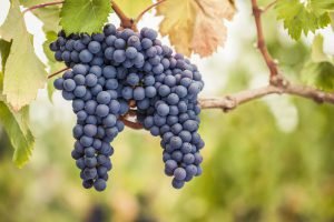 tipos de uva - pinot noir