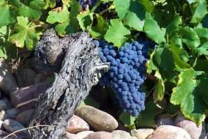 tipos de uva - syrah