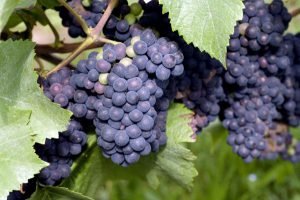 tipos de uva - tempranillo