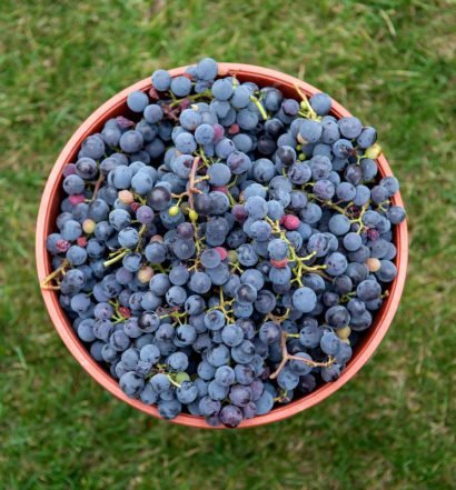 vinhos da américa do sul - capa