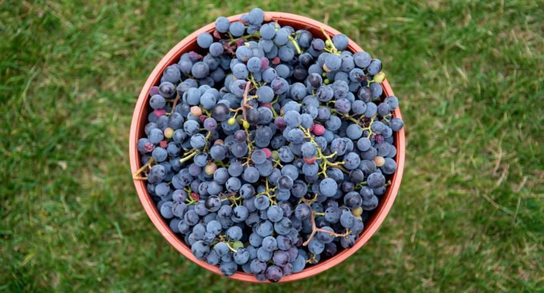 vinhos da américa do sul - capa