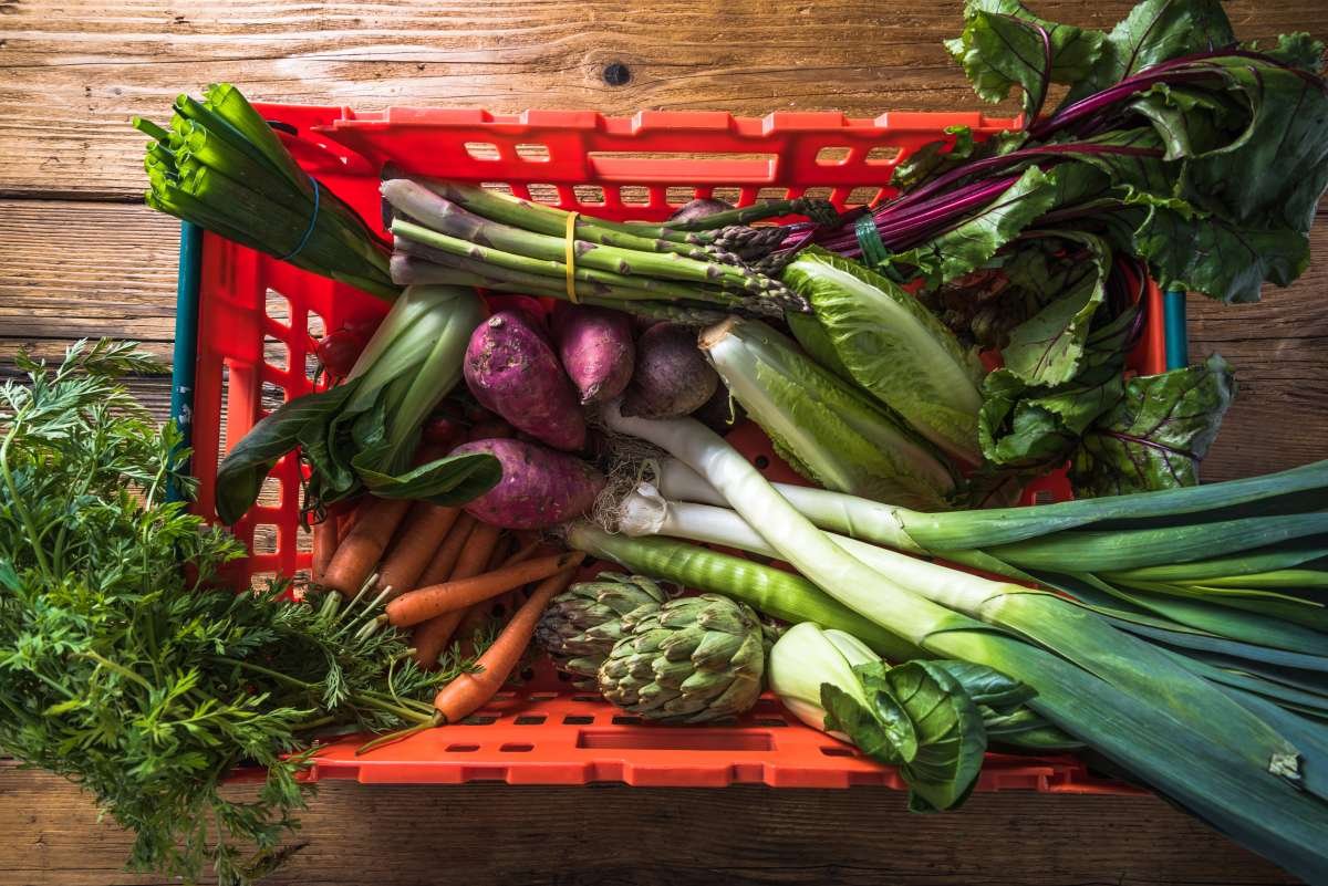 alimentação sustentável - capa