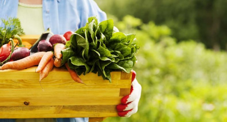 alimentos organicos - capa