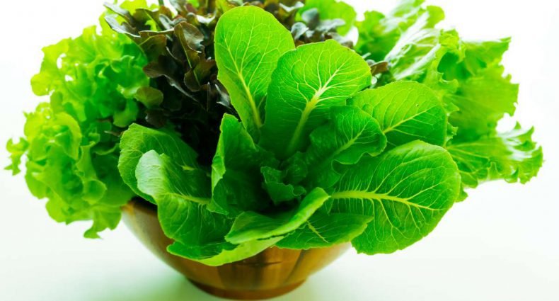 tipos de alface - capa