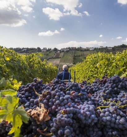 Brunello di Montalcino - capa