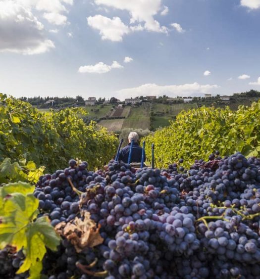 Brunello di Montalcino - capa