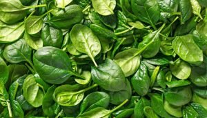 vegetais de julho - folhas