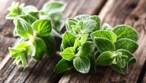 ervas aromáticas - orégano
