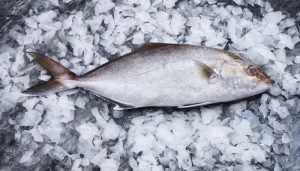 olho de boi - tipos de peixes