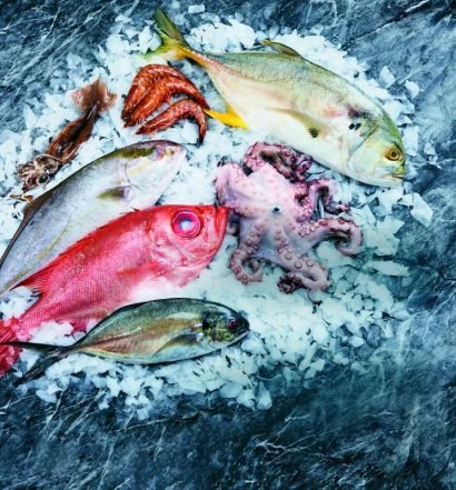 tipos de peixes - capa