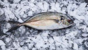 tipos de peixes - carapau