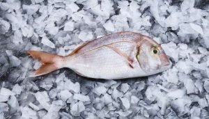 tipos de peixes - pargo rosa