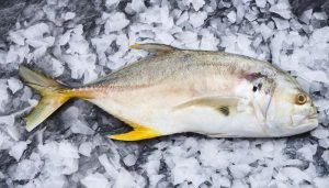 tipos de peixes - xareu