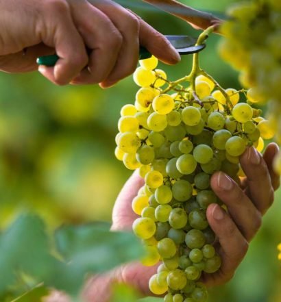 tipos de uvas brancas - capa