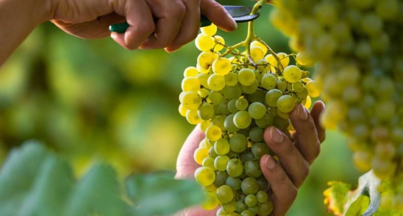 tipos de uvas brancas - capa