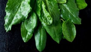 vegetais de agosto - folhas