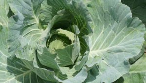 salada verde - couve