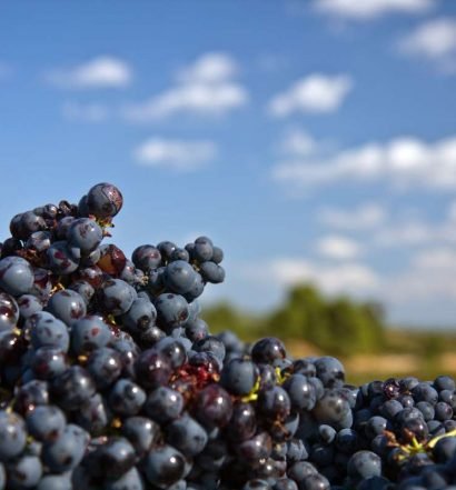 uva tempranillo - capa