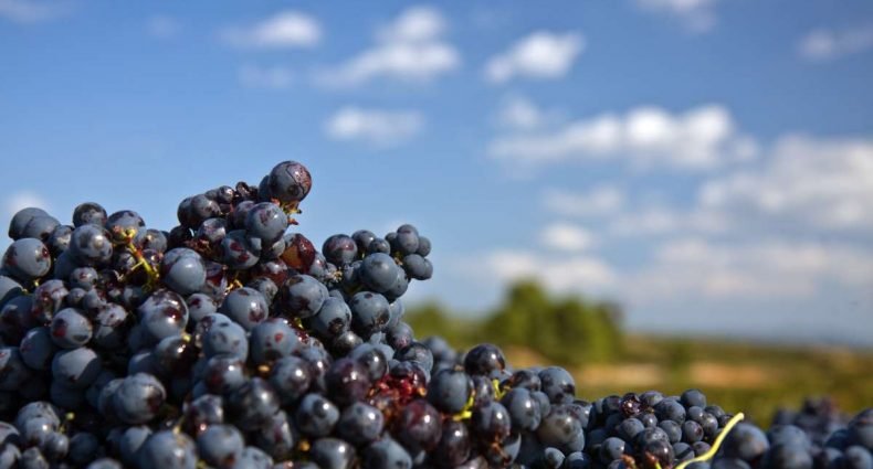 uva tempranillo - capa