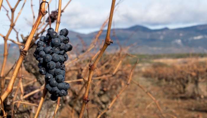 uva tempranillo - terroir