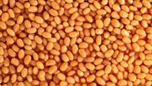 feijão - proteína vegetal