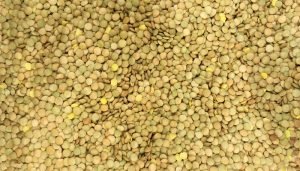 lentilha - proteína vegetal