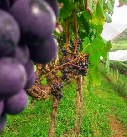 uvas para vinho brasil - capa