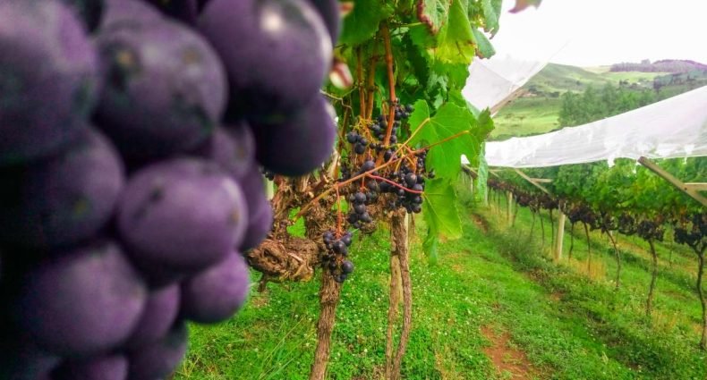 uvas para vinho brasil - capa
