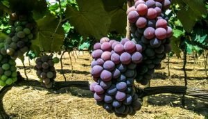 uvas para vinho - tintas