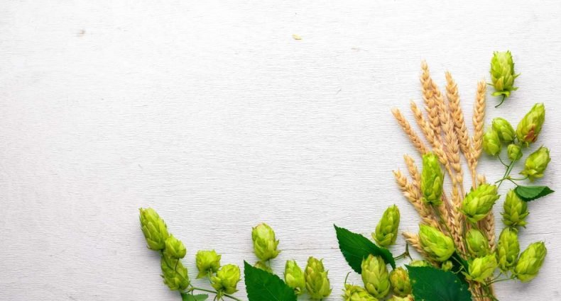 o que é lúpulo - capa