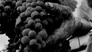 castellani winery cacho