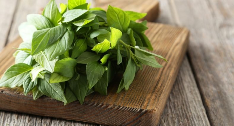 como conservar manjericão fresco capa