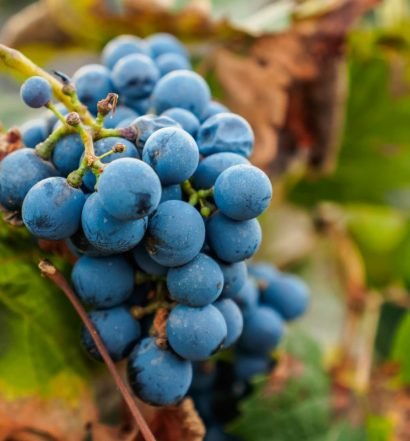 familia zuccardi uva