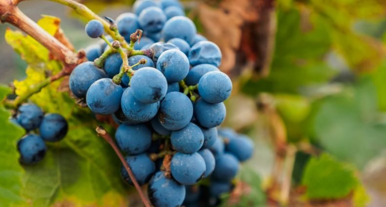 familia zuccardi uva