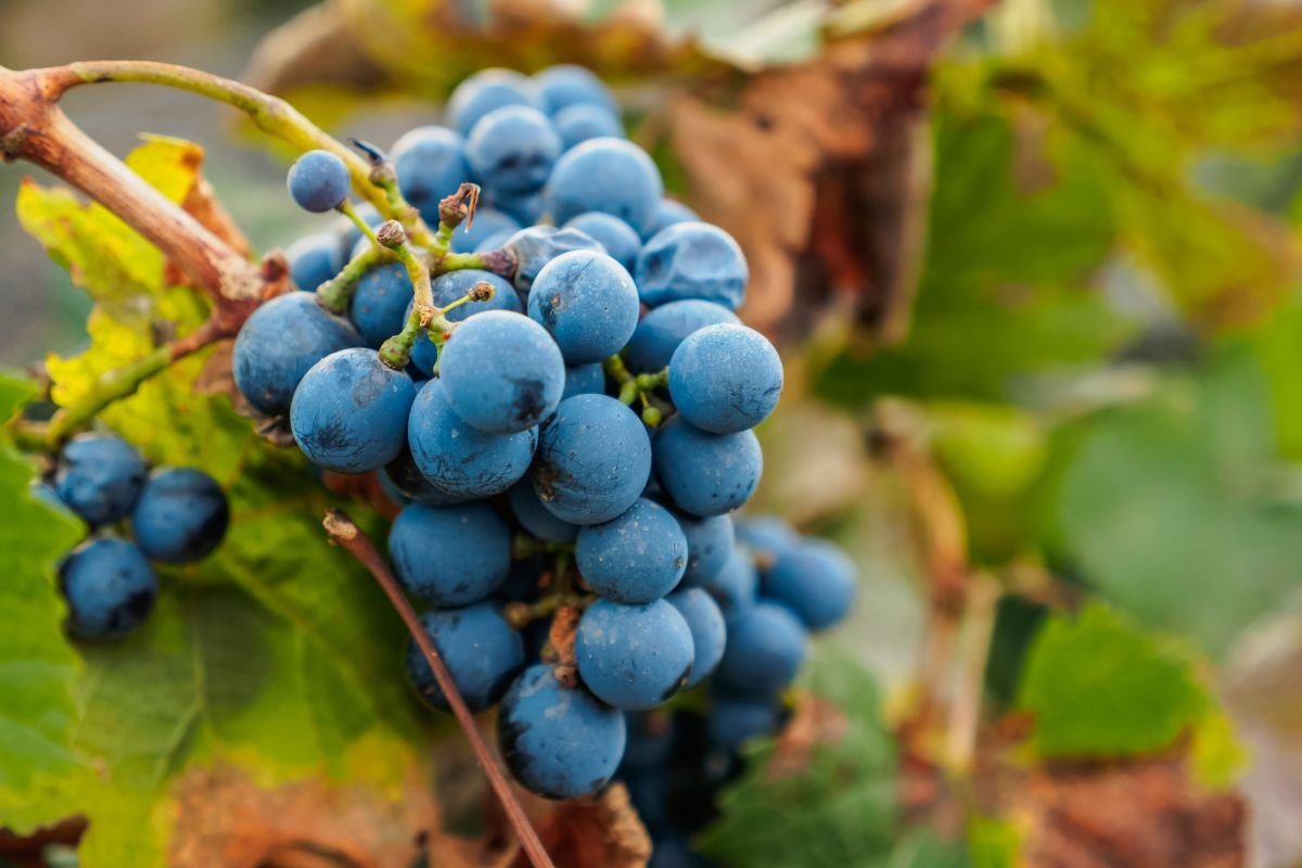 familia zuccardi uva