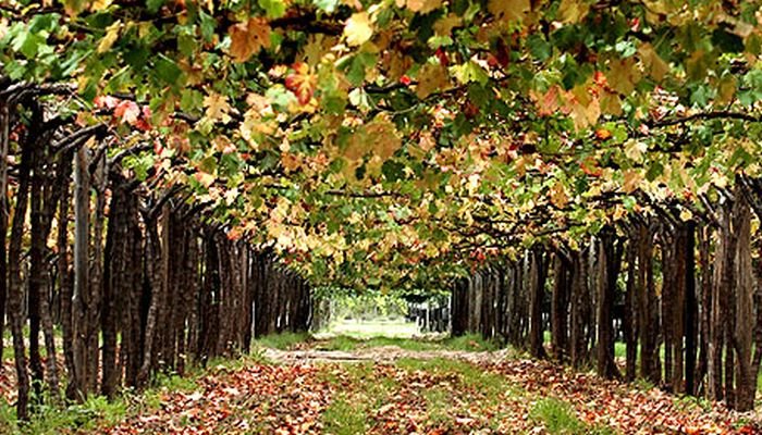 familia zuccardi videiras