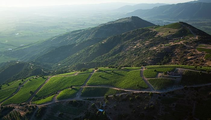 viña luis felipe edwards hectares