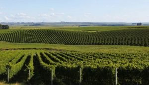 vinícola salton vinhedos