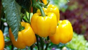 alimentos ricos em vitamina c pimentão amarelo