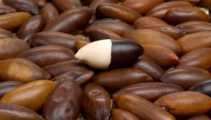 castanha de baru casca