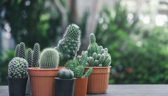 plantas para a casa cacto