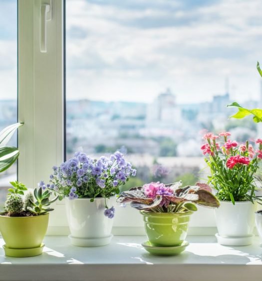 plantas para a casa capa