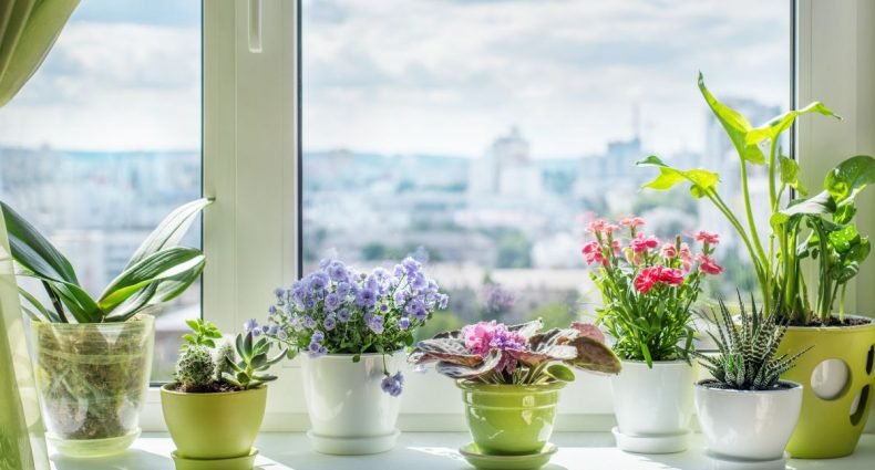 plantas para a casa capa