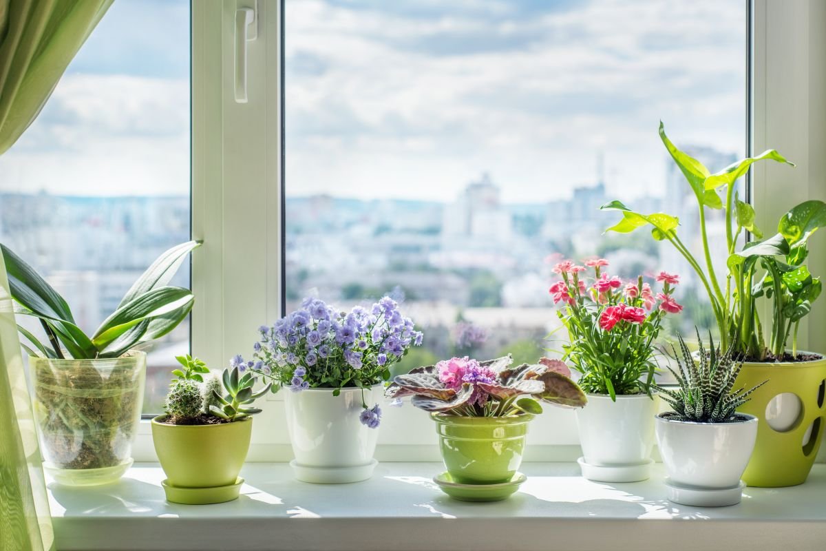 Os Tipos-Planta Verdes de Casa!