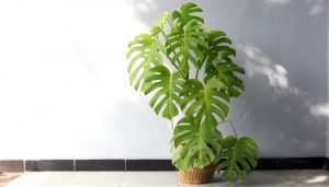 plantas para a casa costela-de-Adão