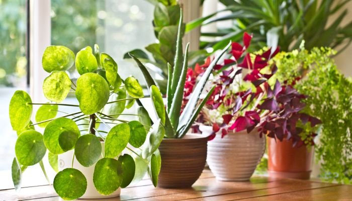 Plantas para dentro de casa: 26 melhores espécies para cultivar